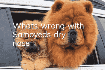 What's wrong with Samoyed's dry nose?
