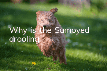 Why is the Samoyed drooling?