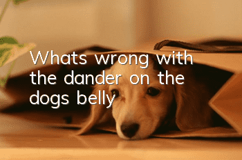 What's wrong with the dander on the dog's belly?
