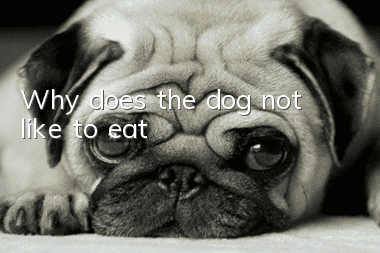 Why does the dog not like to eat?