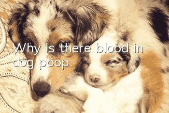 Why is there blood in dog poop?