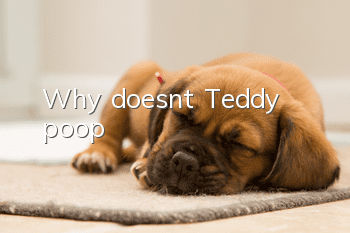 Why doesn't Teddy poop?