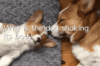 Why is the dog shaking its body?