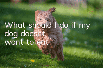 What should I do if my dog doesn’t want to eat?