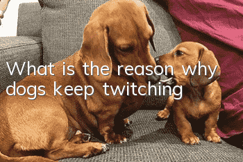 What is the reason why dogs keep twitching?