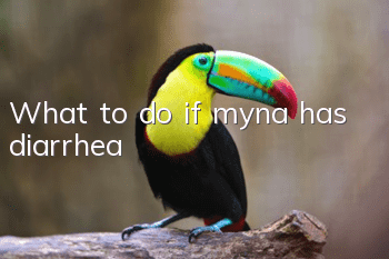 What to do if myna has diarrhea