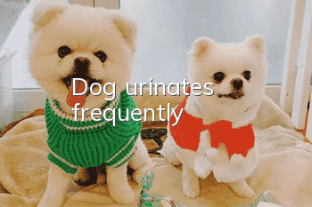 Dog urinates frequently