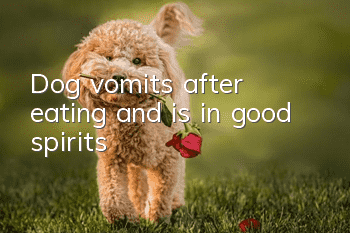 Dog vomits after eating and is in good spirits