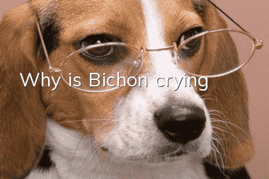Why is Bichon crying?