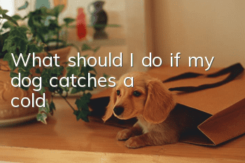 What should I do if my dog catches a cold?