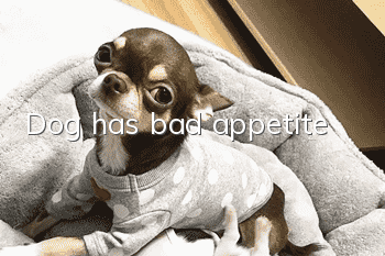 Dog has bad appetite
