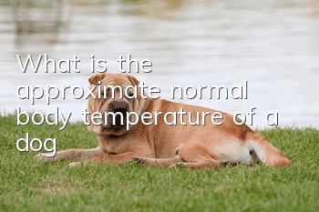 What is the approximate normal body temperature of a dog?