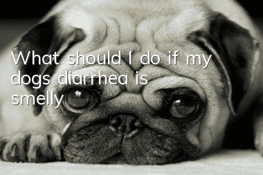 What should I do if my dog’s diarrhea is smelly?