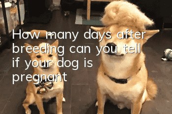 How many days after breeding can you tell if your dog is pregnant?