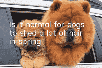 Is it normal for dogs to shed a lot of hair in spring?