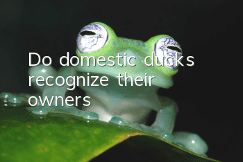 Do domestic ducks recognize their owners?