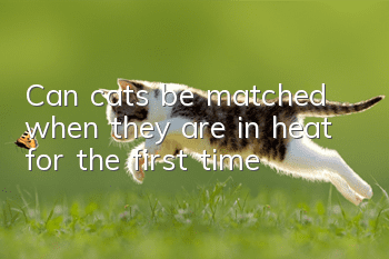 Can cats be matched when they are in heat for the first time?