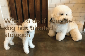 What to do if your pet dog has bloated stomach