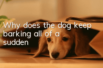 Why does the dog keep barking all of a sudden?