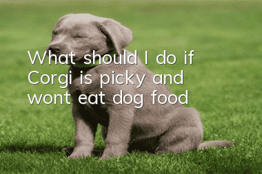 What should I do if Corgi is picky and won’t eat dog food?
