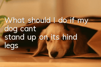 What should I do if my dog can’t stand up on its hind legs?