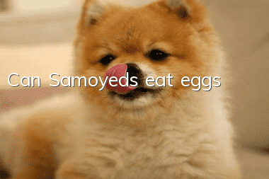 Can Samoyeds eat eggs?