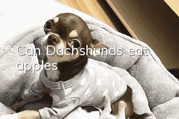 Can Dachshunds eat apples?