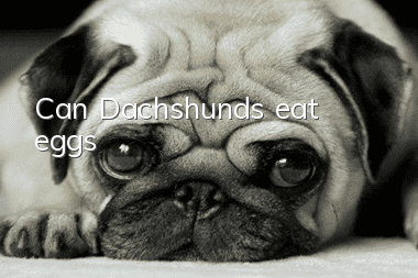Can Dachshunds eat eggs?