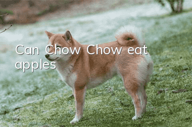 Can Chow Chow eat apples?