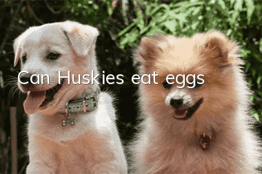 Can Huskies eat eggs?