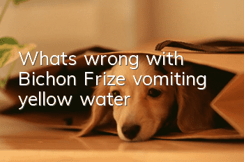What's wrong with Bichon Frize vomiting yellow water?