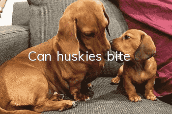 Can huskies bite?