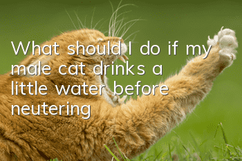What should I do if my male cat drinks a little water before neutering?