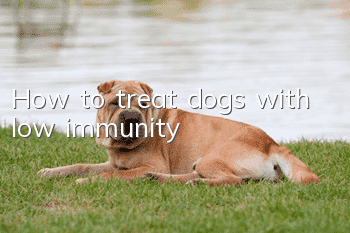 How to treat dogs with low immunity