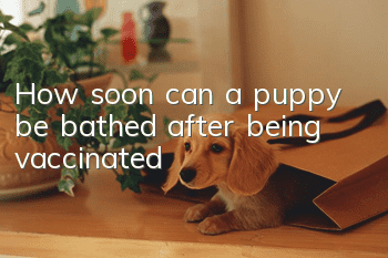 How soon can a puppy be bathed after being vaccinated?