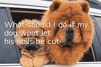 What should I do if my dog won’t let his nails be cut?