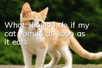 What should I do if my cat vomits as soon as it eats?