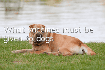 What vaccines must be given to dogs?