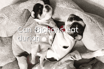 Can Bichons eat durian?