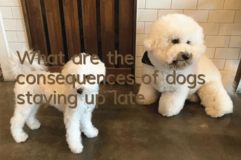 What are the consequences of dogs staying up late?