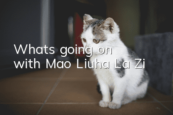 What's going on with Mao Liuha La Zi?
