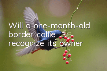 Will a one-month-old border collie recognize its owner?