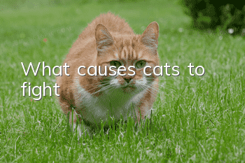 What causes cats to fight?