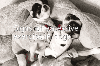 Signs of excessive exercise in dogs