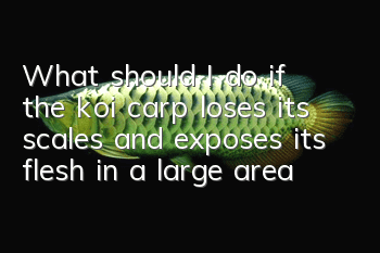 What should I do if the koi carp loses its scales and exposes its flesh in a large area?