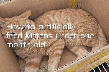 How to artificially feed kittens under one month old