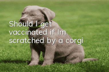 Should I get vaccinated if I'm scratched by a corgi?