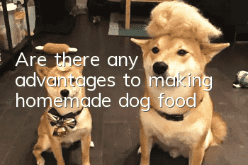 Are there any advantages to making homemade dog food?