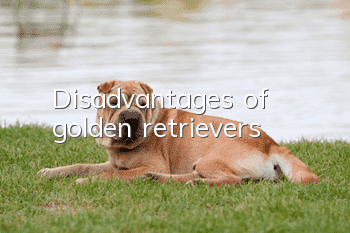 Disadvantages of golden retrievers