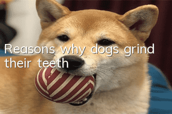 Reasons why dogs grind their teeth